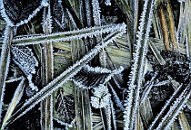 Frost Crystals on Leaves